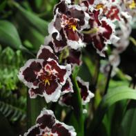 Orchideen Ausstellung in der Orangerie Elfenau 032.jpg